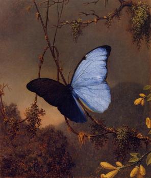 Martin Johnson Heade : Blue Morpho Butterfly II